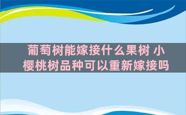 葡萄树能嫁接什么果树 小樱桃树品种可以重新嫁接吗